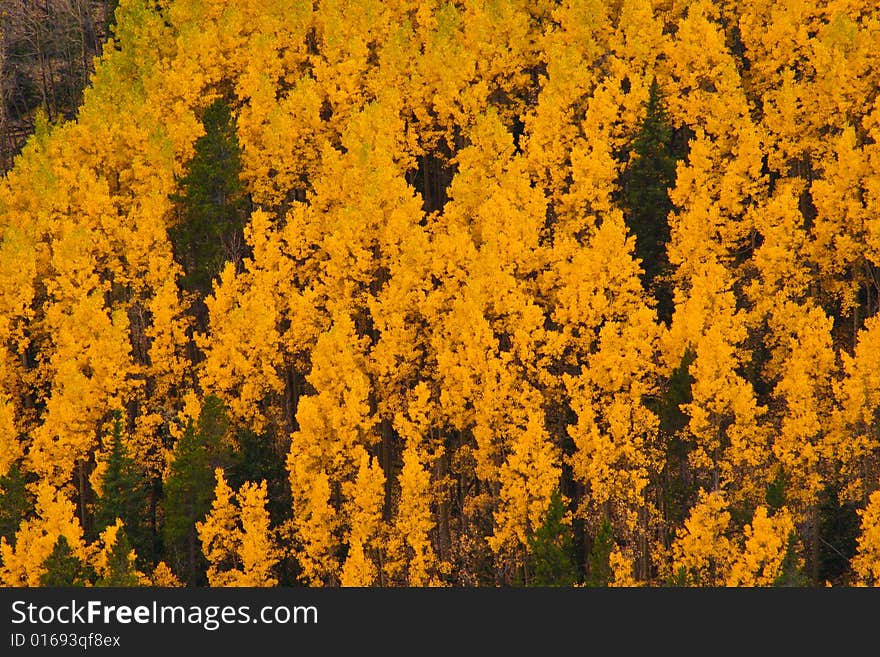 Fall Trees