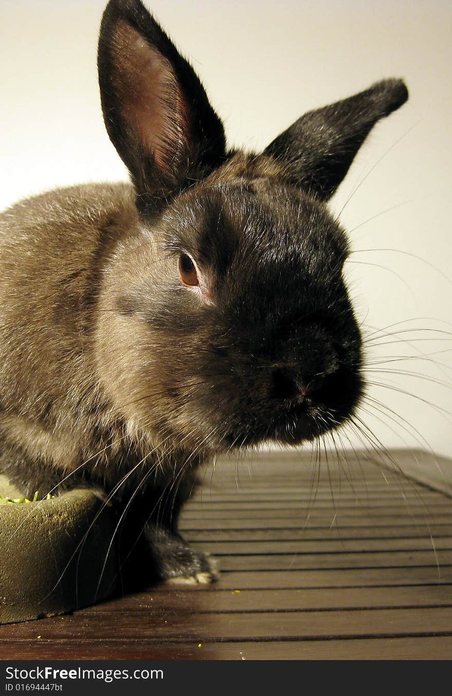 Rabbit mug closeup with long moustache. Rabbit mug closeup with long moustache.