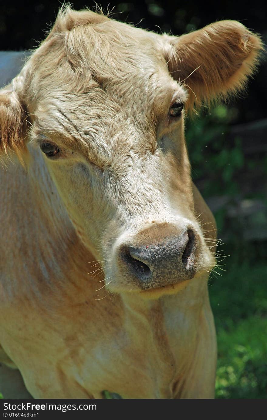 Cow caught as she walked over to the fence. Cow caught as she walked over to the fence.