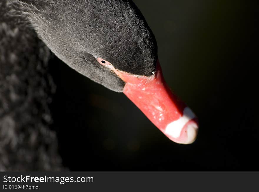 A black swans at lake