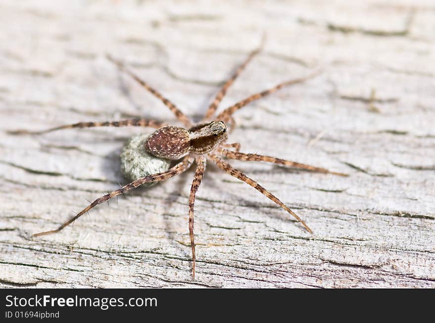 Wolf spider with egg cocoon