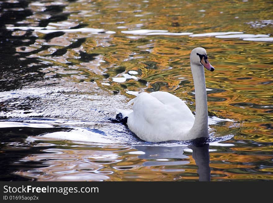 A white swan at lake