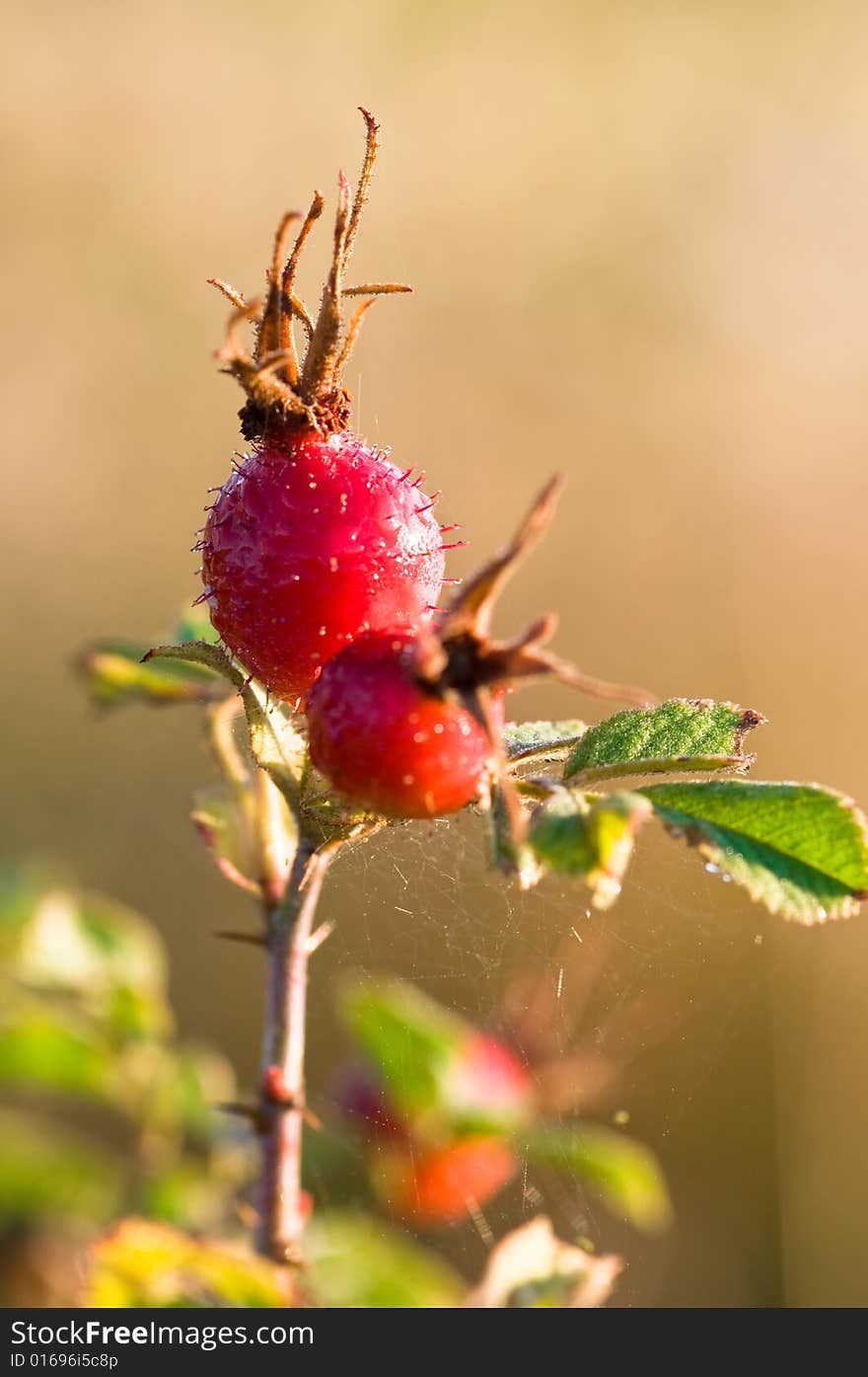 Rose hips