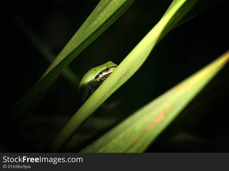 Tiny Green Frog On Leaf