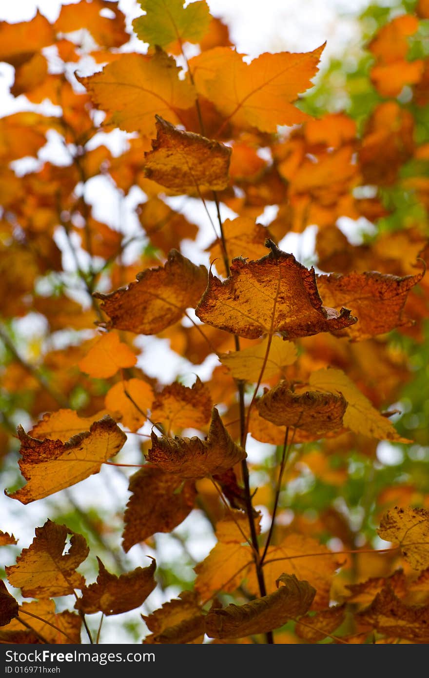 Burnt Orange Autumn Leaves