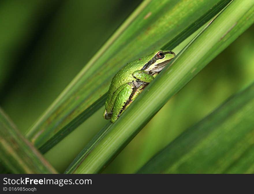 Green Frog On Leaf