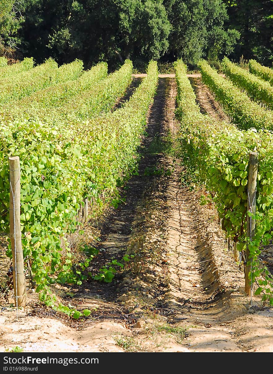 View of a vinyard on a farm