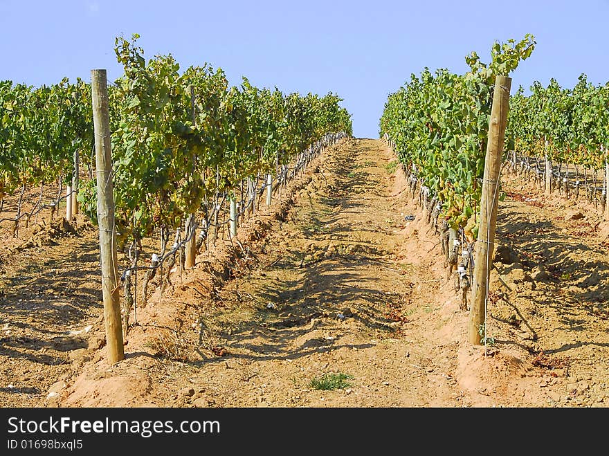 View of a vinyard on a farm