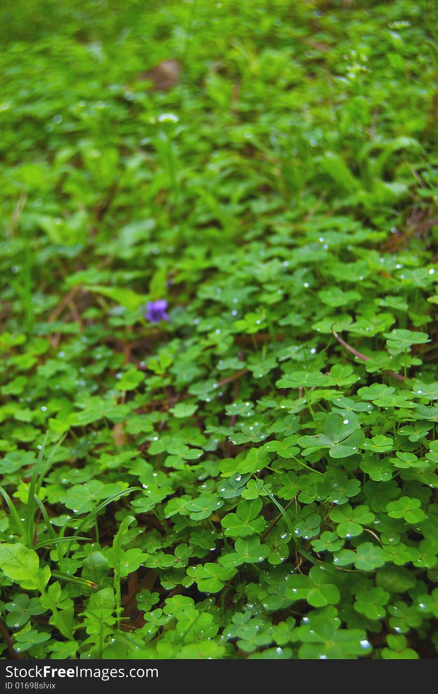 Dewdrop above the green grass