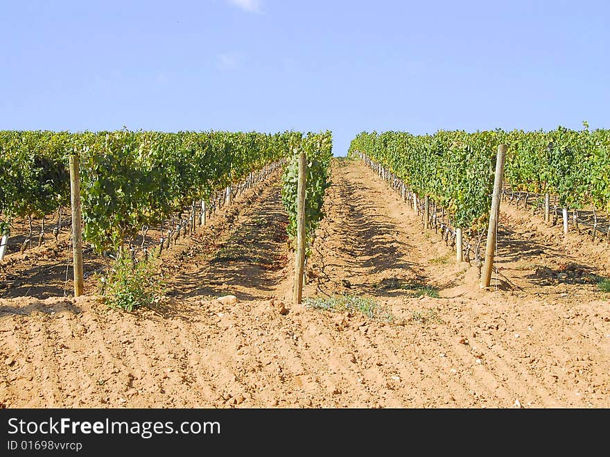 View of a vinyard on a farm