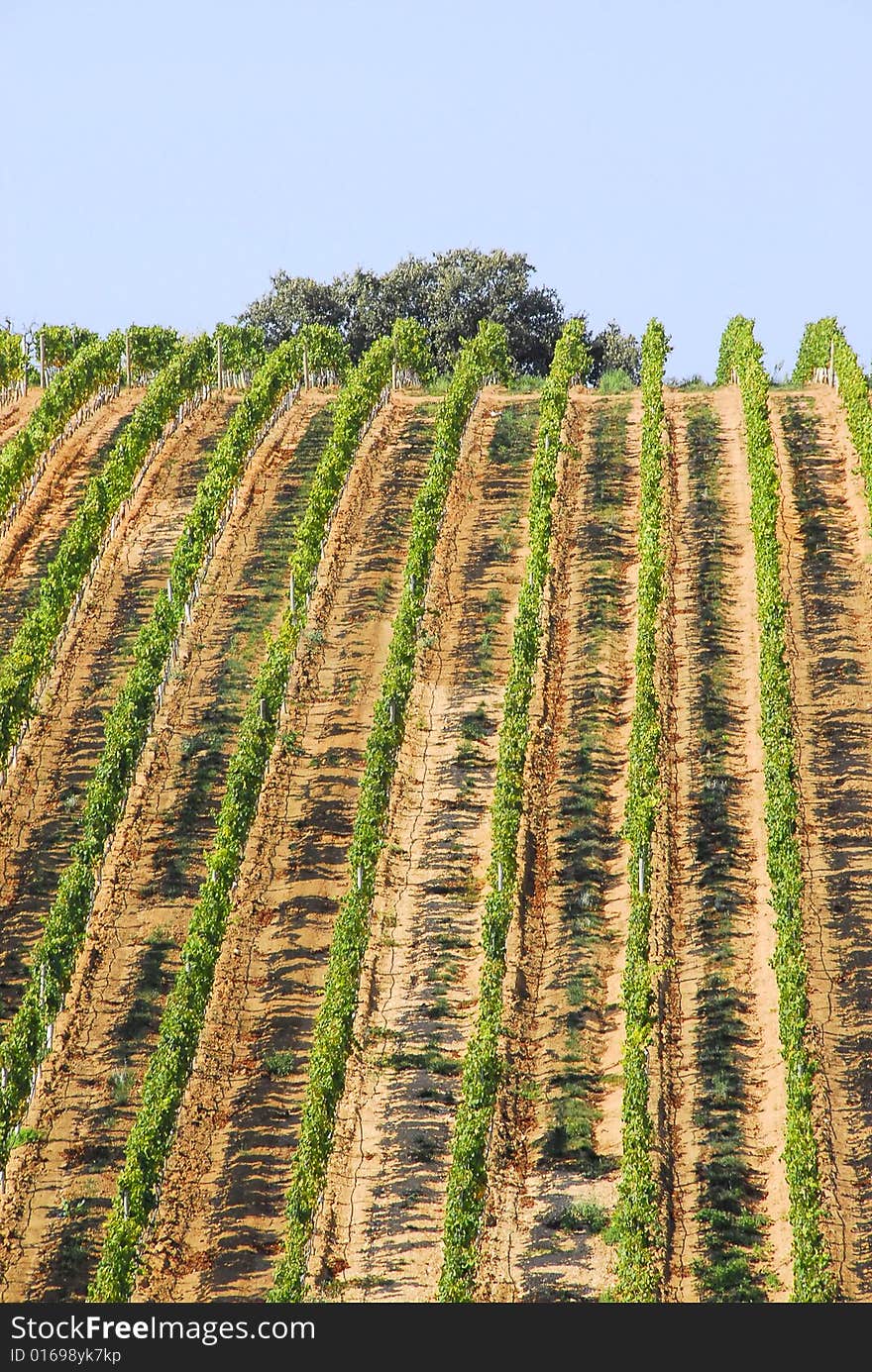 View of a vinyard on a farm