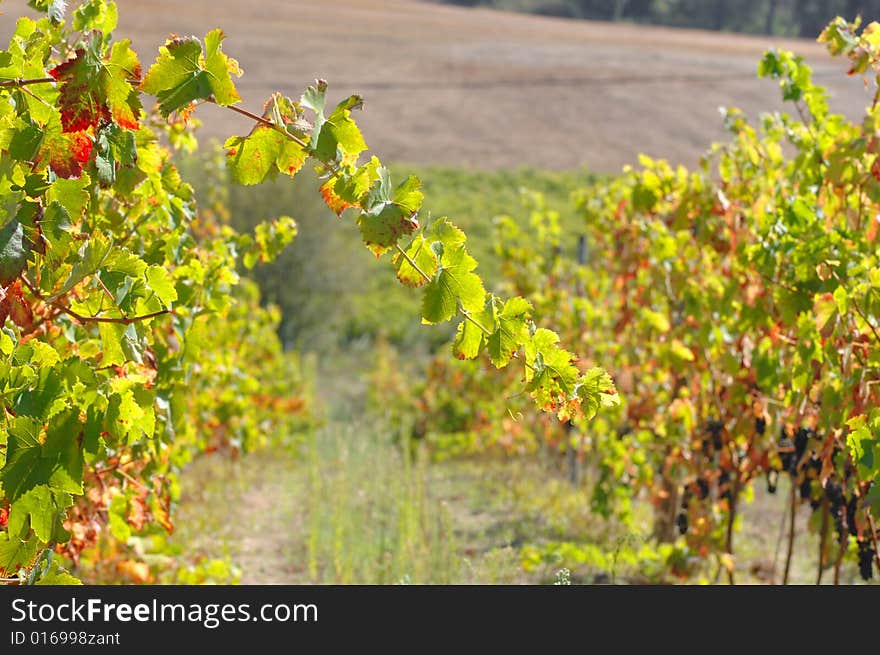 View of a vinyard on a farm