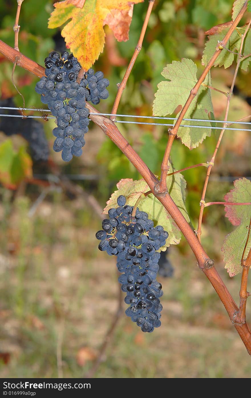 View of a vinyard on a farm