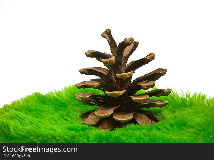 Fir-cone on a green grass on a white background