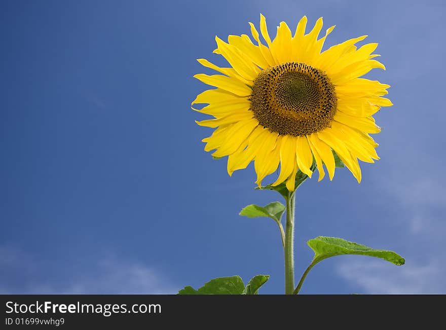 View of nice fresh sunflower on blue sky back. View of nice fresh sunflower on blue sky back