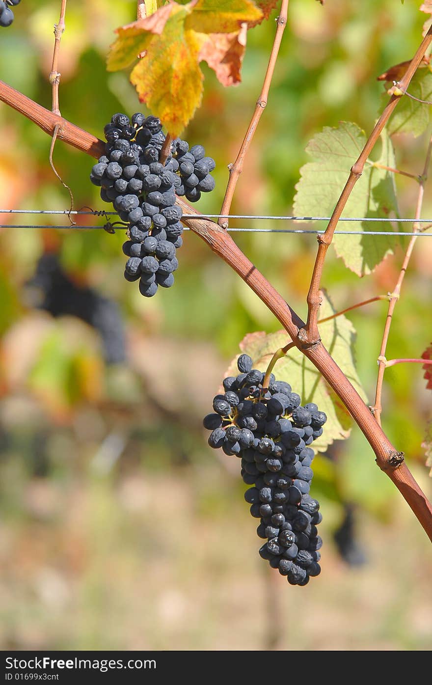 View of a vinyard on a farm