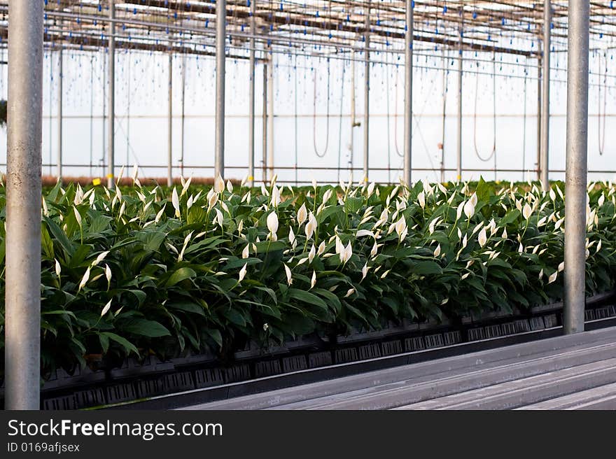 Spathphylium In The Greenhouse