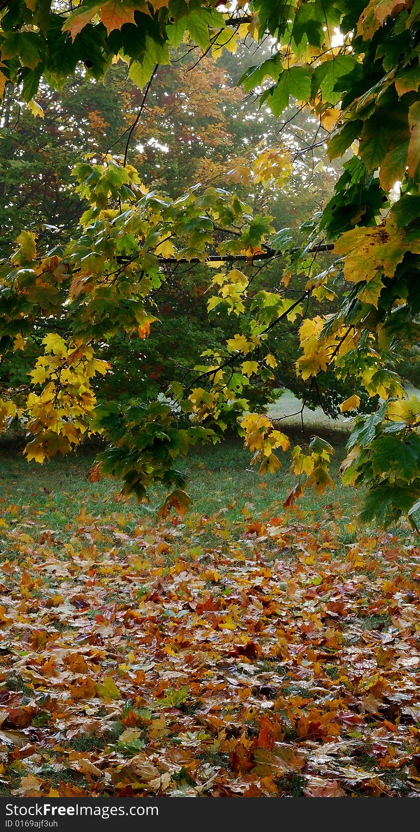 Autumn leaves, early morning,color