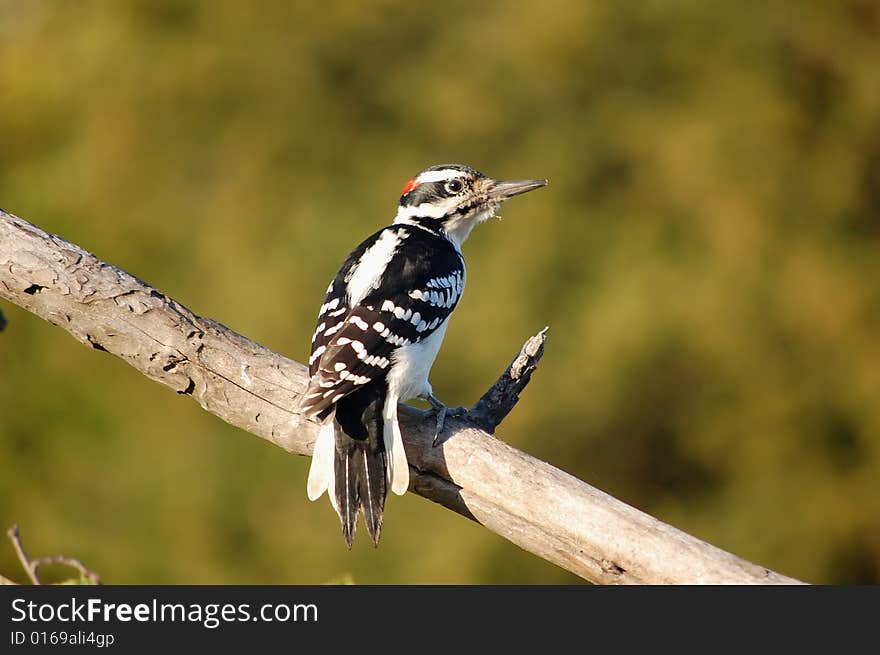 Male downy woodpecker resting on a tree limb.