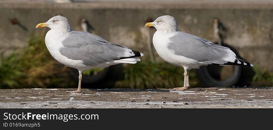 Two gulls resting at the port. Two gulls resting at the port