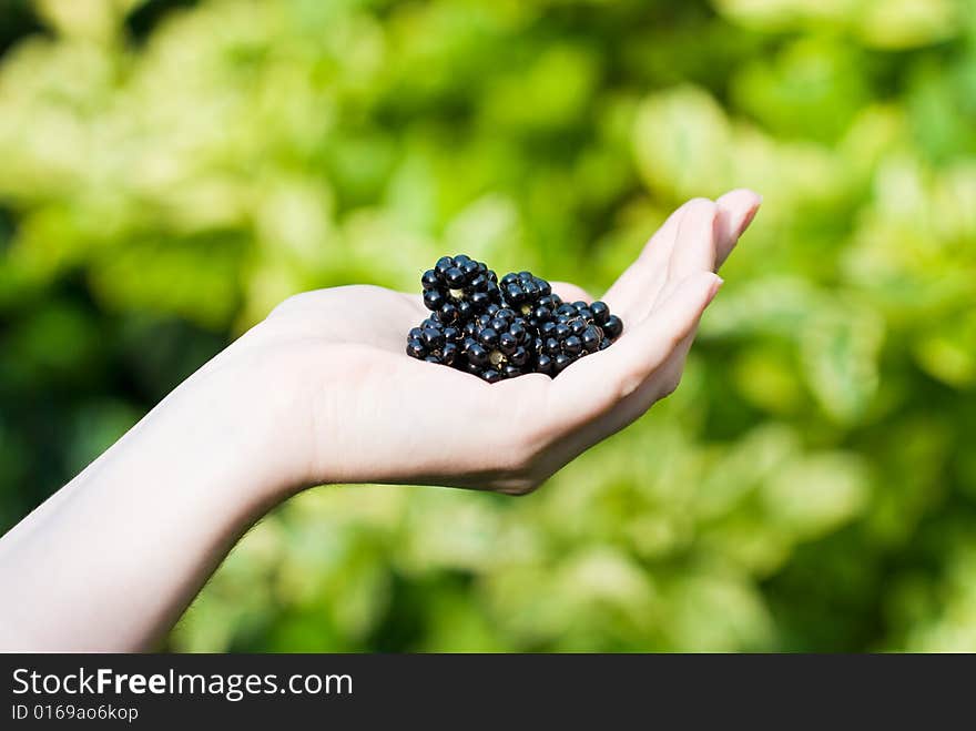 Blackberries in a female hand, out of focus leaves on the background. Blackberries in a female hand, out of focus leaves on the background.