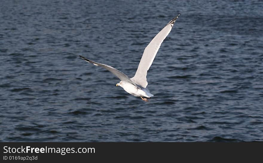 Seagull flying over water (baltic sea)