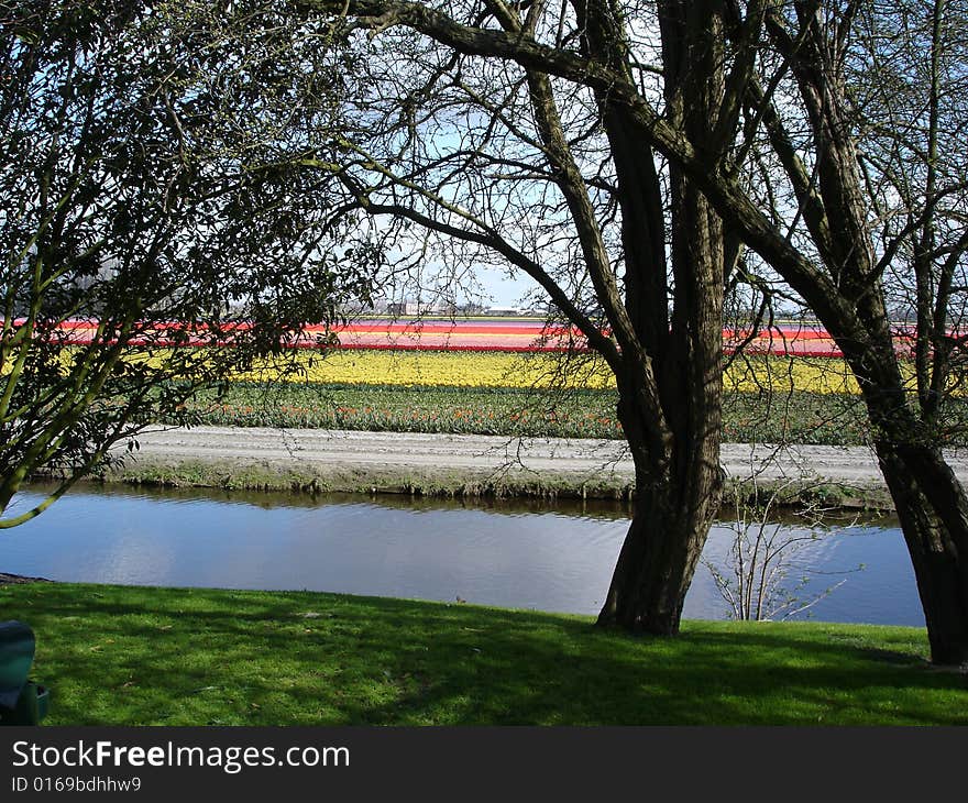 Dutch Flowers