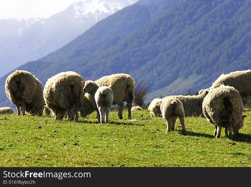 Sheep family in New Zealand,