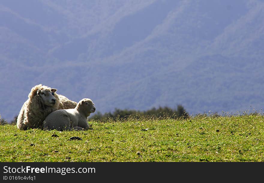 Sheep mother and son