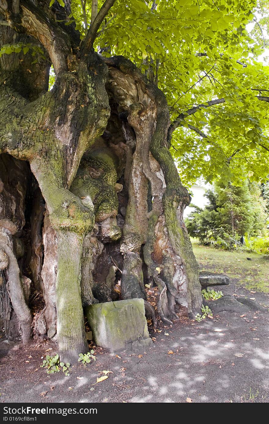 Thousand years old linden tree, Collm (near Oschatz), Saxony, Germany. Thousand years old linden tree, Collm (near Oschatz), Saxony, Germany