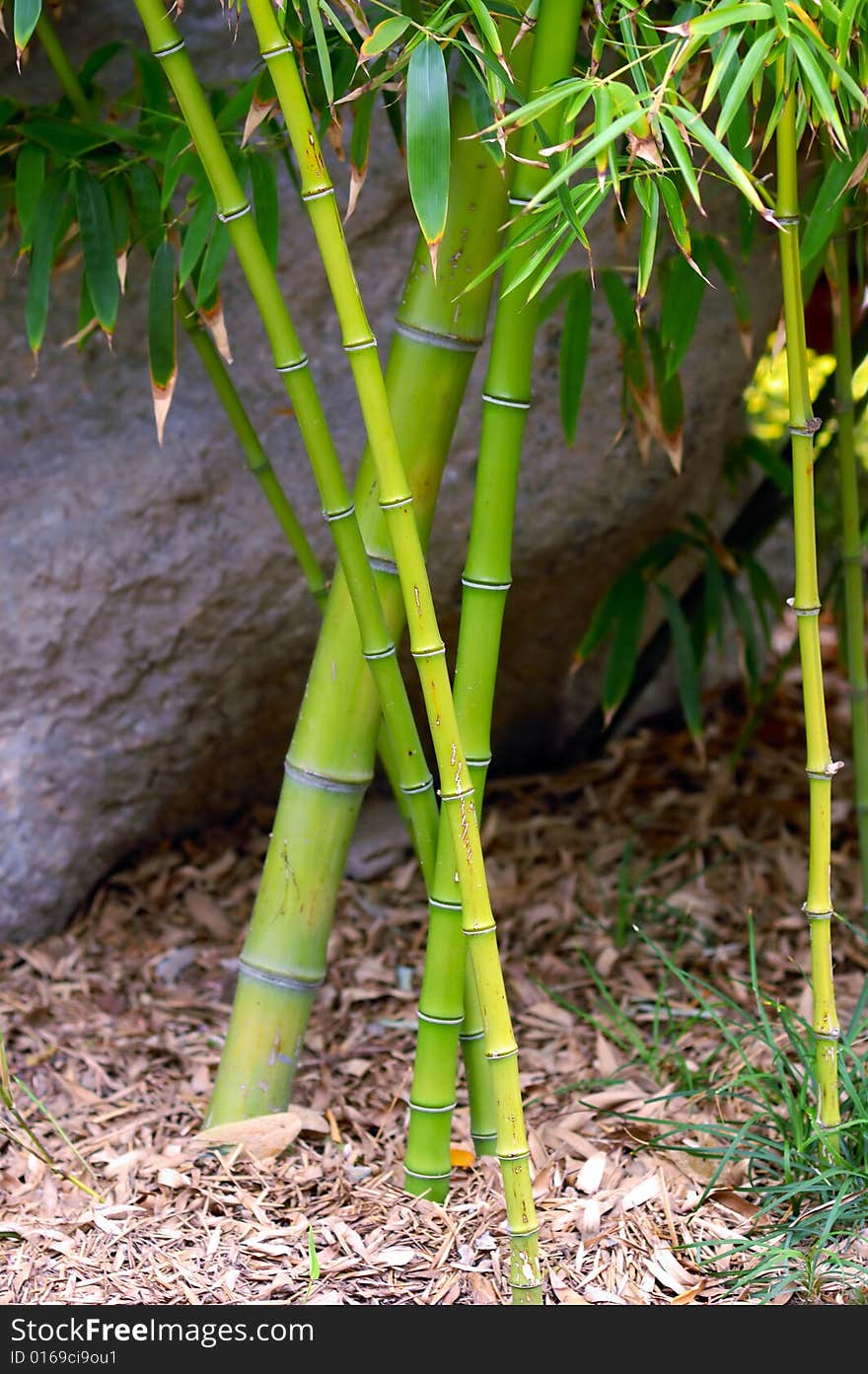 Green bamboo