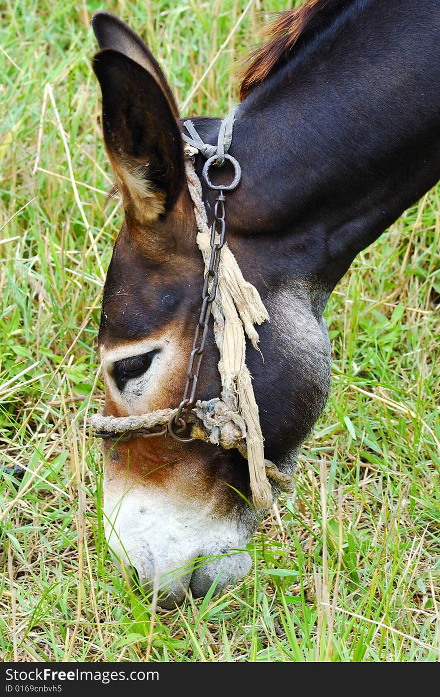 Donkey eating grass on meadow