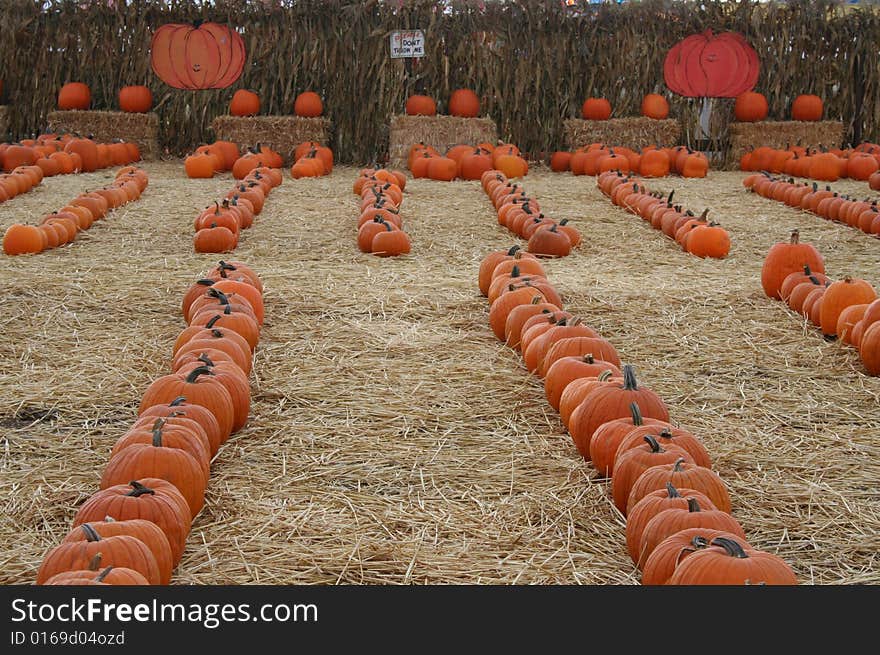 Pumpkin Patch