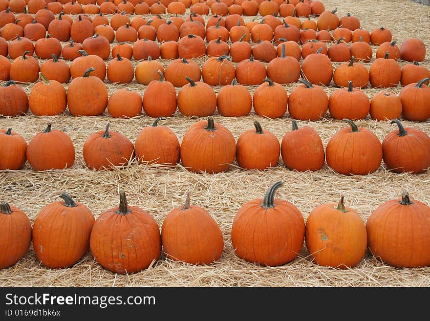 Pumpkins Lined Up