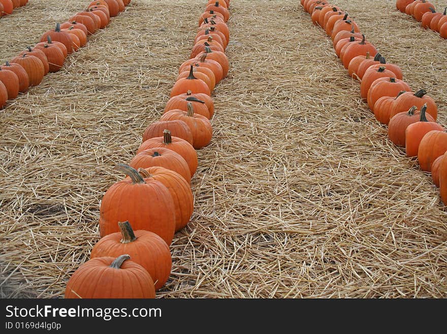 Pumpkin Rows