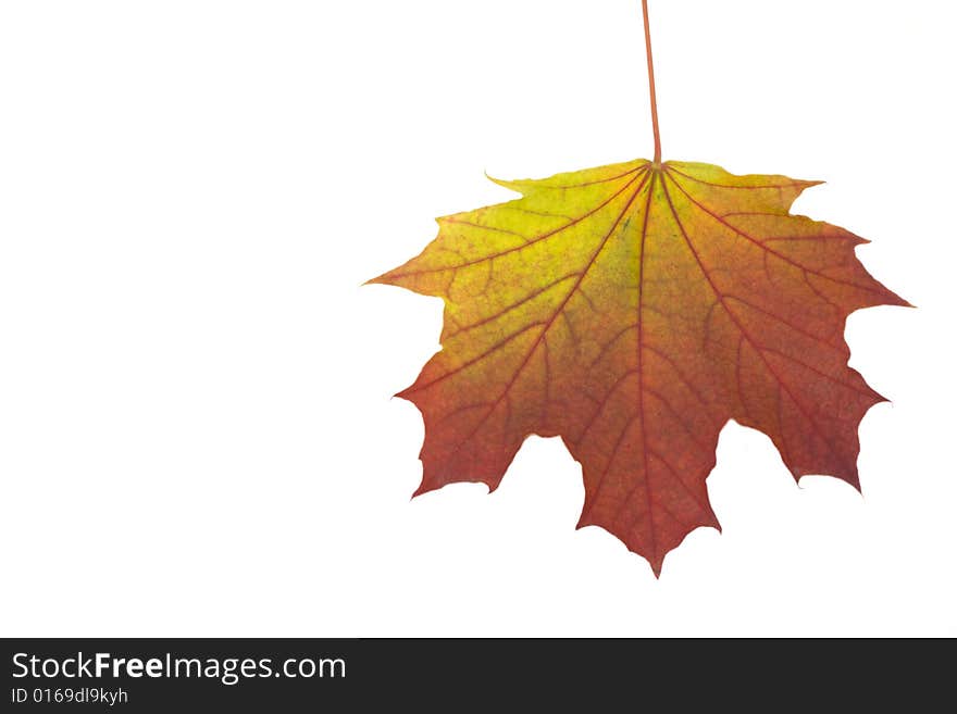 Autumn maple leaf isolated on white background