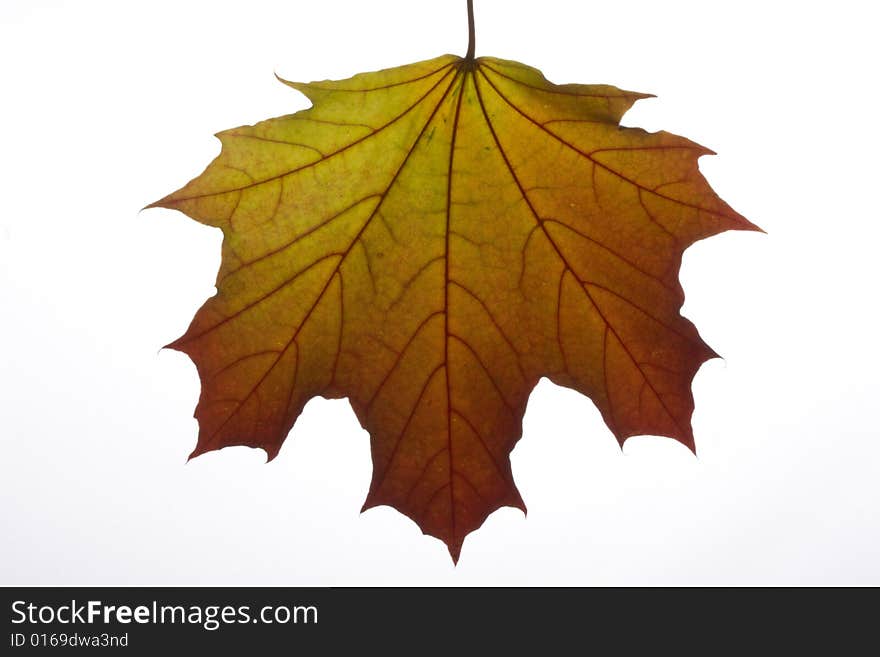 Autumn maple leaf on white background