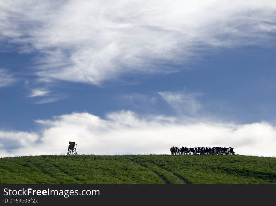 Kine on horizon - summer landscape with nice Cloudscape