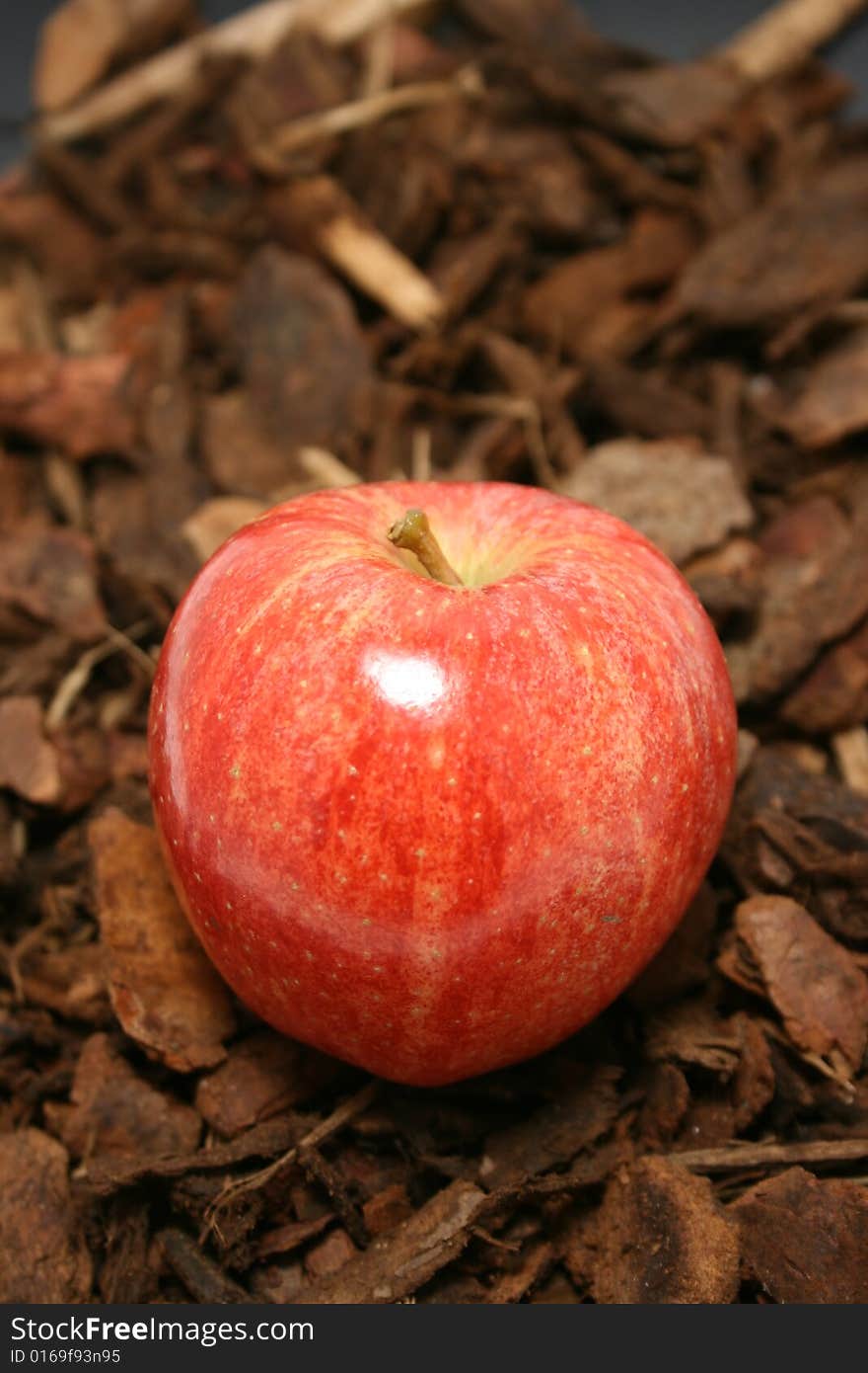 Red apple on a woody background