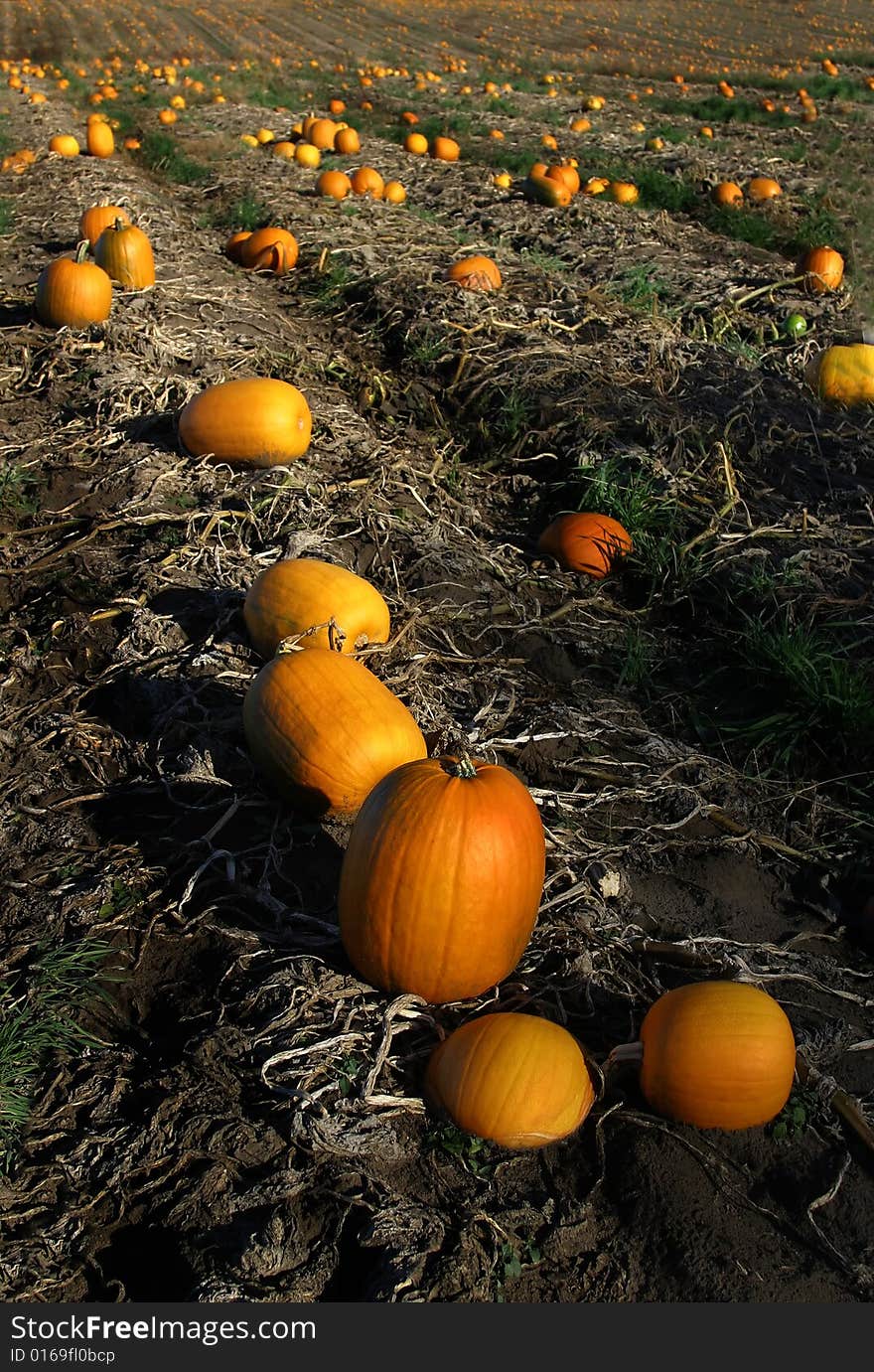 Pumpkins in the pumpkin patch ready to harvest. Pumpkins in the pumpkin patch ready to harvest.