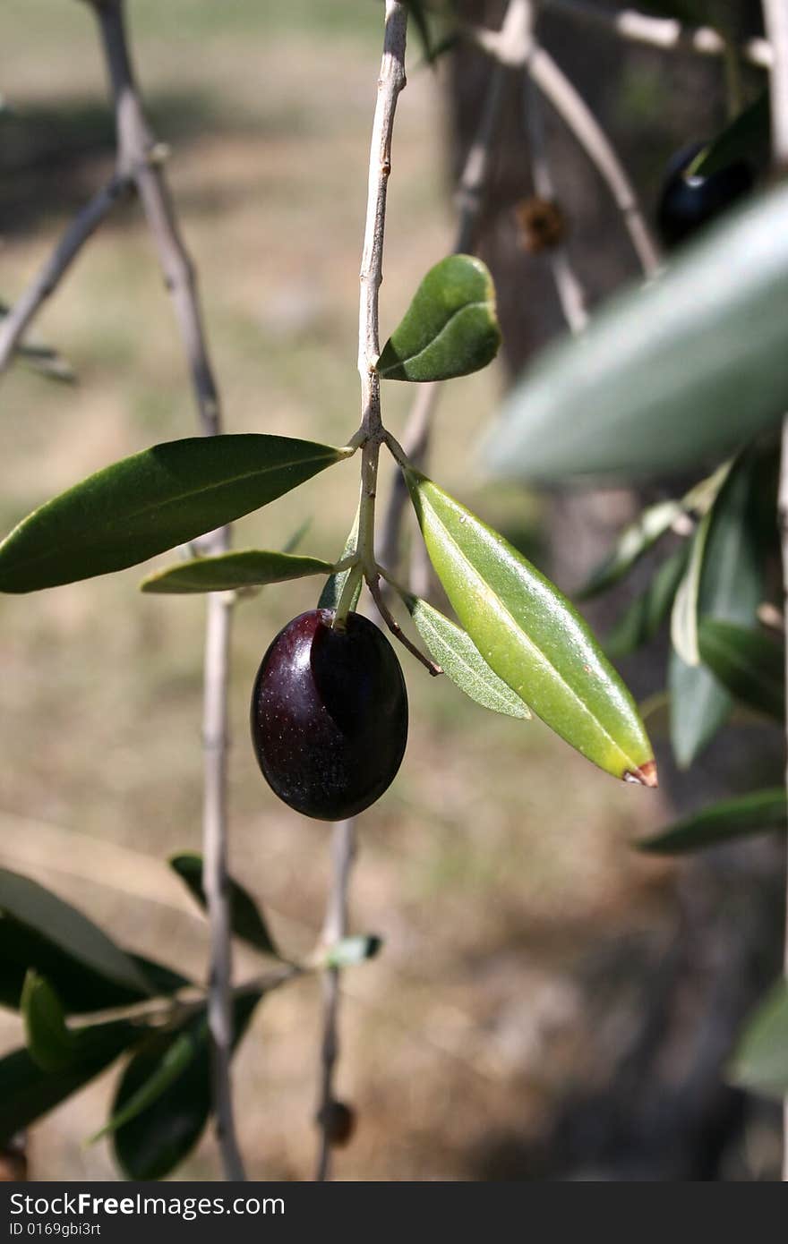 Particular of an olive tree with olives. Particular of an olive tree with olives