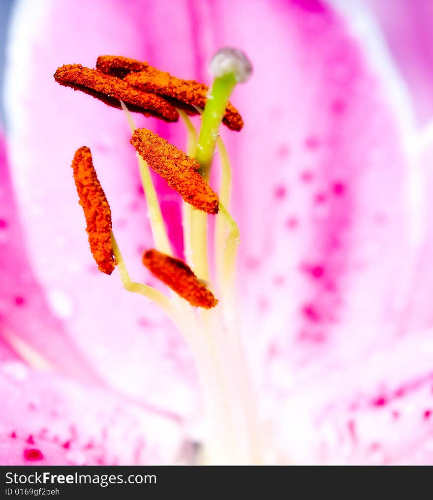 Photograph of Lilly  flower closeup