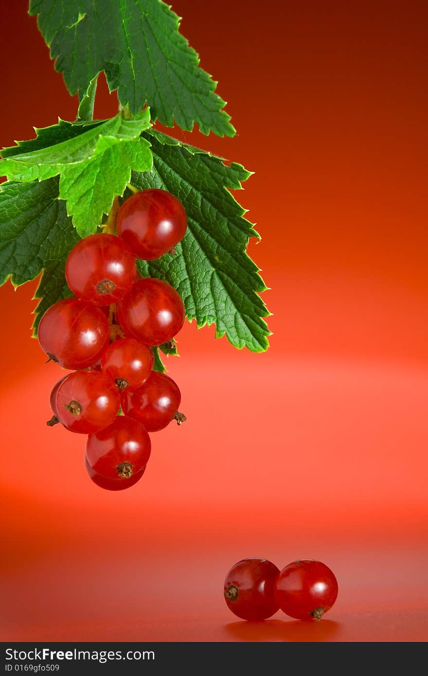 Currant On Red