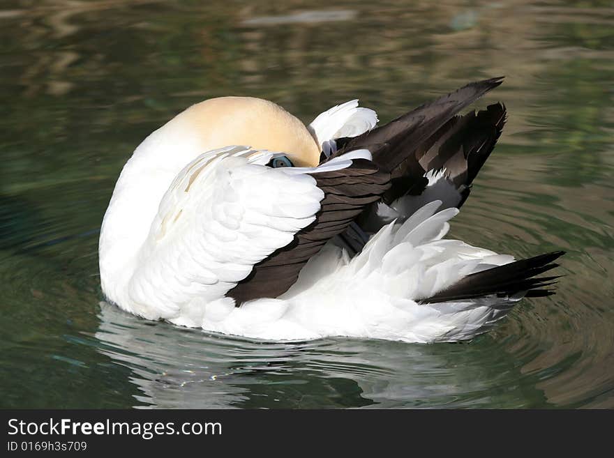 Pretty cape gannet