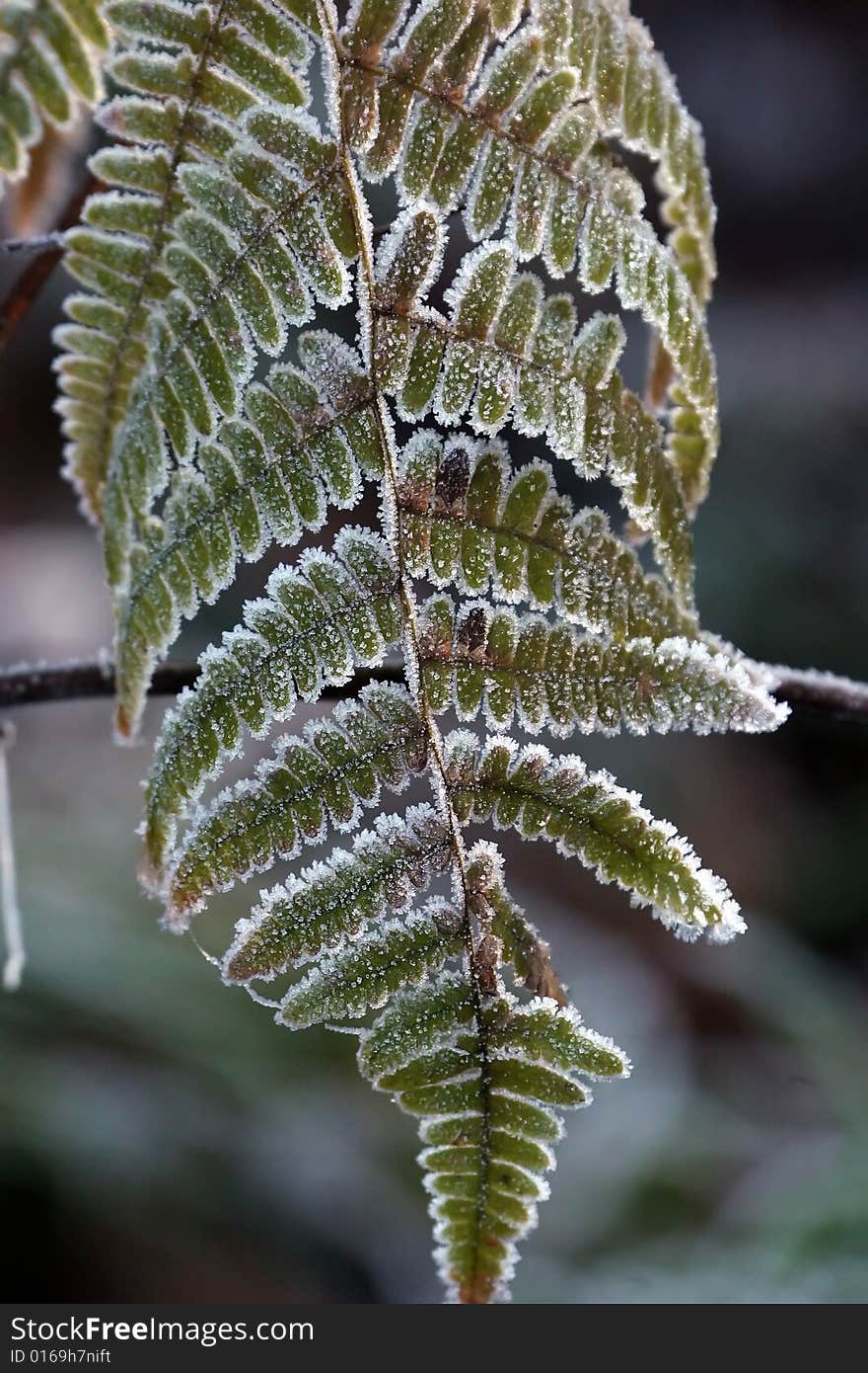 Early frost on leaf and fall color. Early frost on leaf and fall color