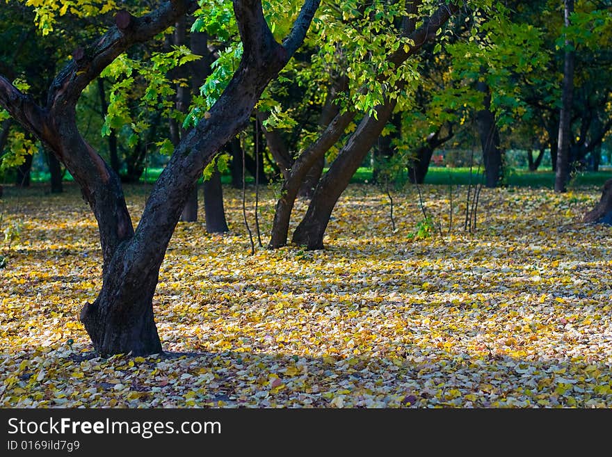 Yellow autumn. Some trees end leafs. Yellow autumn. Some trees end leafs.