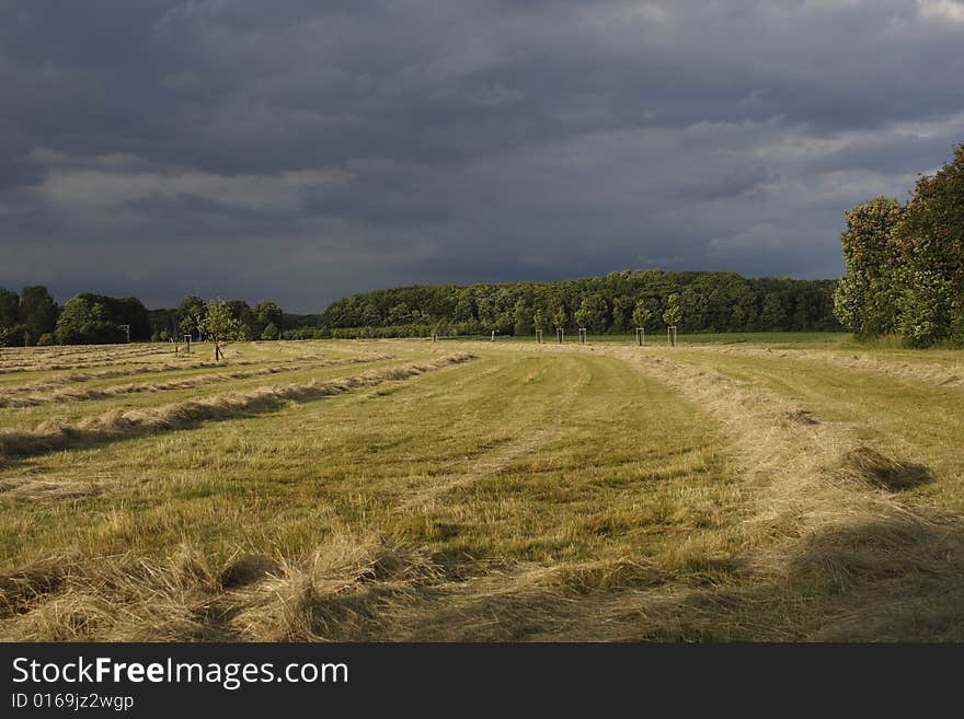 Cutted gras on a field. Cutted gras on a field