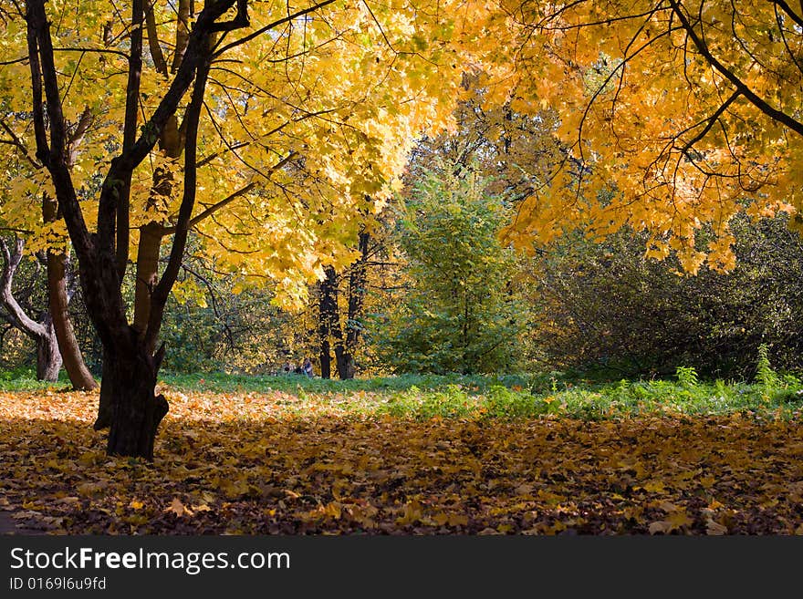 Gold autumn. Some trees and leafs. Gold autumn. Some trees and leafs.