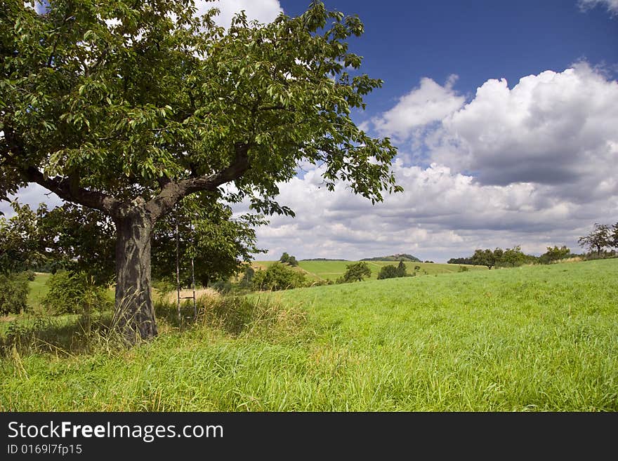 Landscape with cherry tree