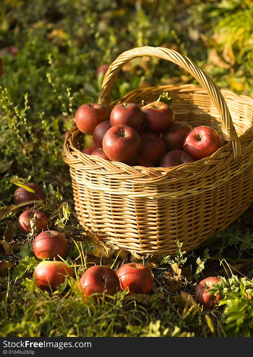 Harvest of the orchard, basket full of red apples under apple tree